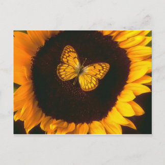 Postal Mariposa de girasol
