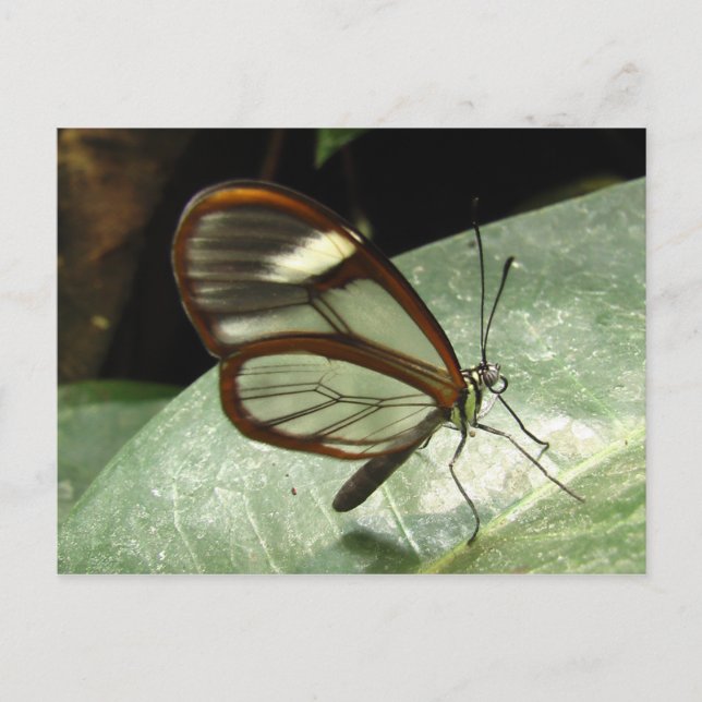 Postal Mariposa de Glasswinged (Anverso)