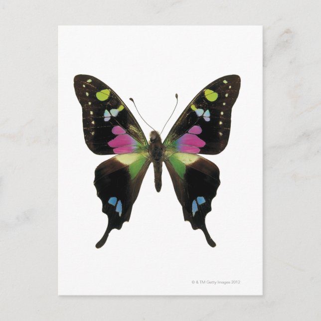 Postal Mariposa de Graphio (Anverso)