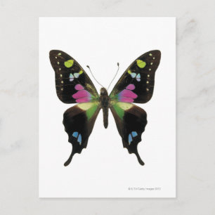 Postal Mariposa de Graphio