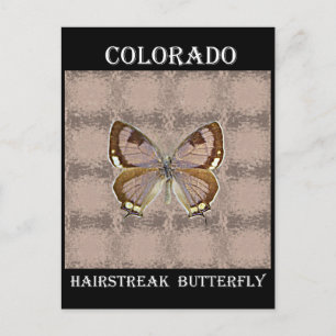 Postal Mariposa de Hairstreak de Colorado