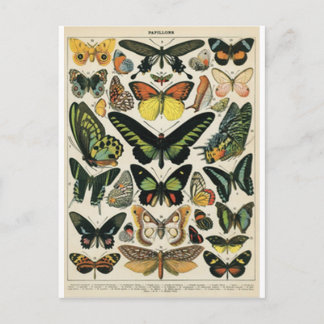 Postal Mariposa de Historia Natural