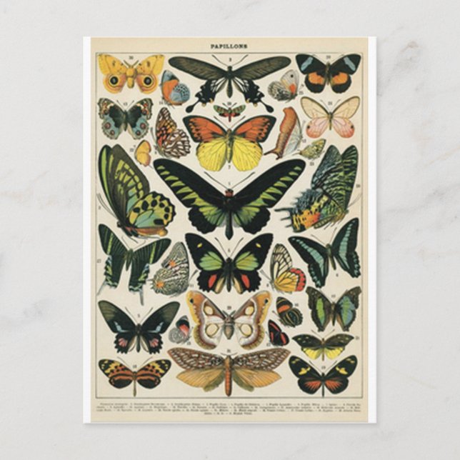 Postal Mariposa de Historia Natural (Anverso)