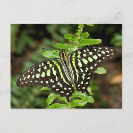 Postal Mariposa de Jay con cola