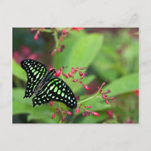 Postal Mariposa de Jay con cola