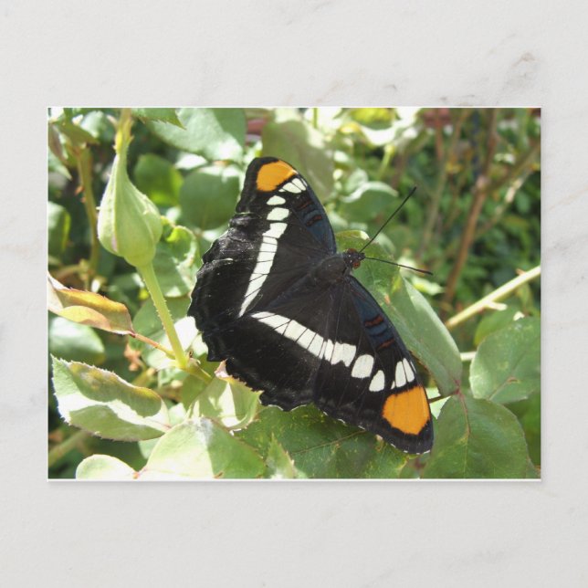 Postal Mariposa de la hermana de California (Anverso)