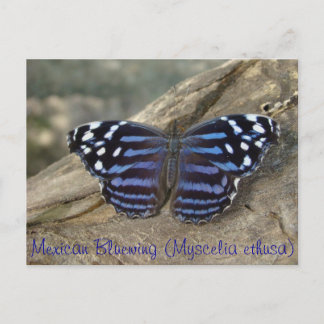 Postal Mariposa de la tradición mexicana (Myscelia ethusa