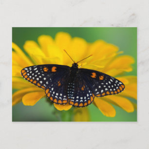 Postal Mariposa de mancha cuadriculada de Baltimore