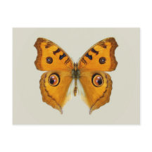 Mariposa de Meadow Argus