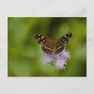 Postal Mariposa de media luna texana