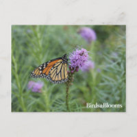Mariposa de monarca