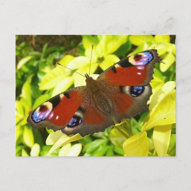 Postal Mariposa de pavo real (Anverso)