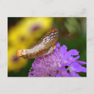Postal Mariposa de pavo real blanca en flor morada