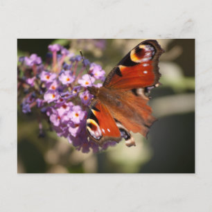 Postal Mariposa de pavo real en Lilac de verano