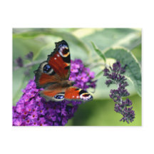 Mariposa de pavo real (Inachis io)