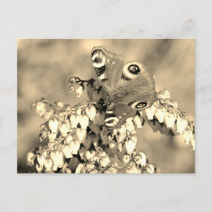 Postal Mariposa de Peacock
