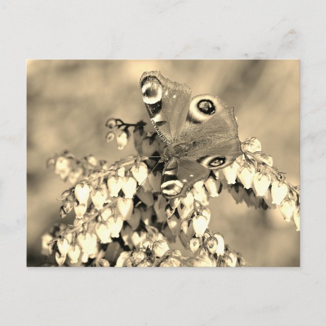 Postal Mariposa de Peacock (Anverso)