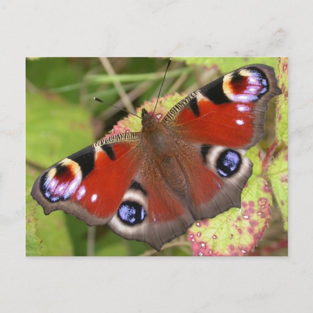 Postal Mariposa de Peacock bonito (Anverso)
