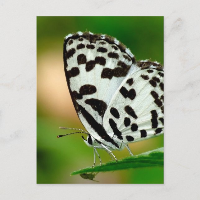 Postal Mariposa de Pierrot Blanco y Negro (Anverso)