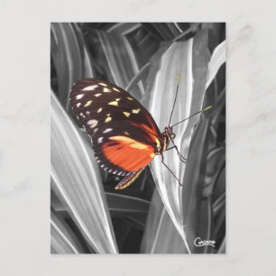 Postal Mariposa de Pleasantville - Postcard