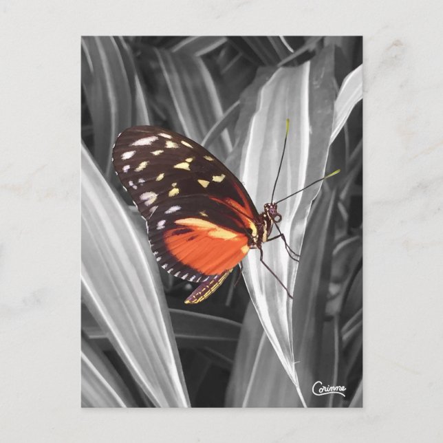 Postal Mariposa de Pleasantville - Postcard (Anverso)