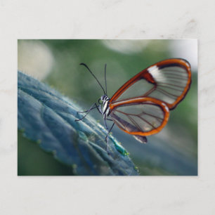 Postal Mariposa de postales/Costa Rica