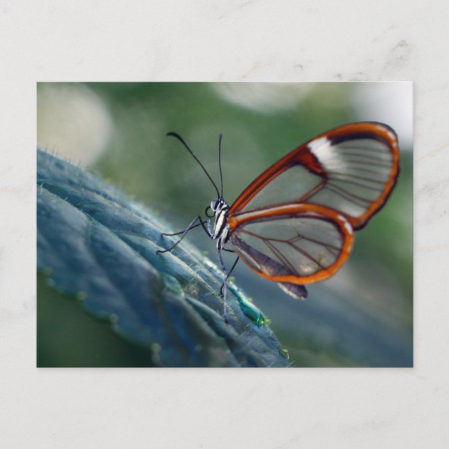 Postal Mariposa de postales/Costa Rica (Anverso)