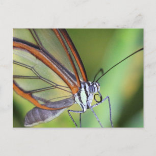 Postal Mariposa de postales/Costa Rica