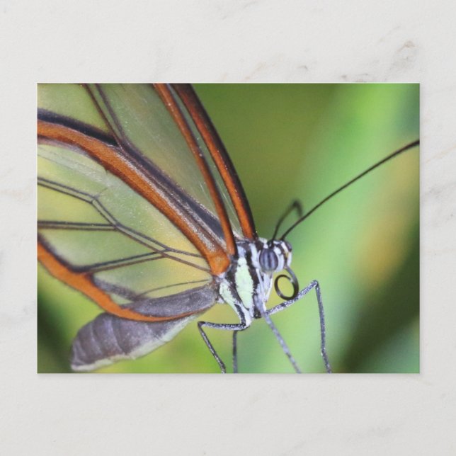 Postal Mariposa de postales/Costa Rica (Anverso)