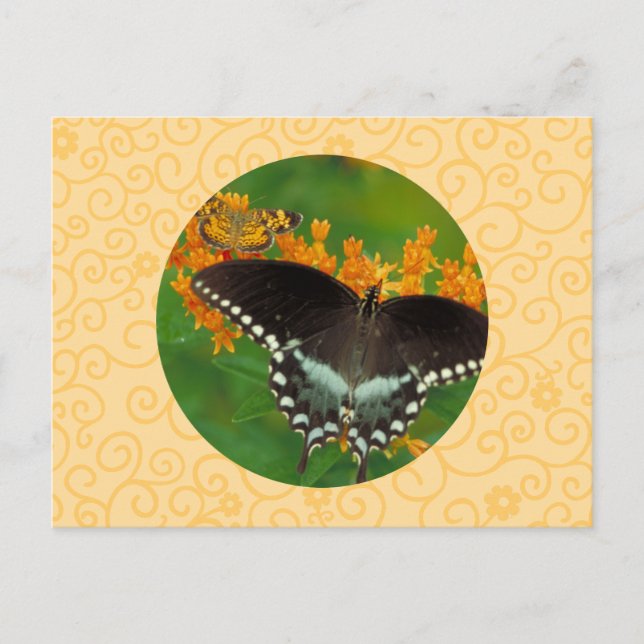 Postal Mariposa de Spicebush Swallowtail (Anverso)
