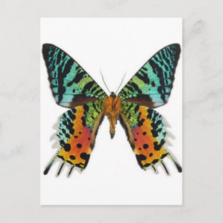 Postal Mariposa de Sunset