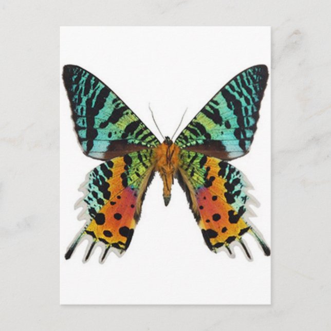 Postal Mariposa de Sunset (Anverso)