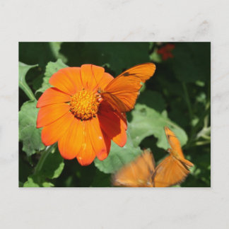 Postal Mariposa de un solo naranja sobre una sola flor na