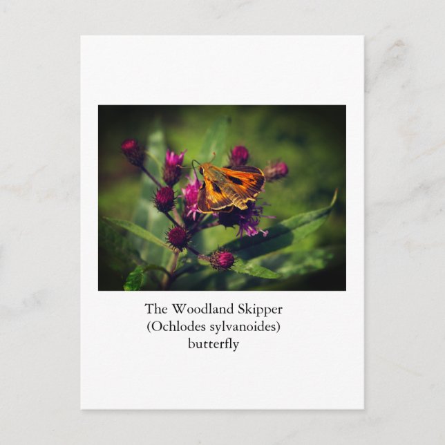 Postal Mariposa de Woodland Skipper (Anverso)