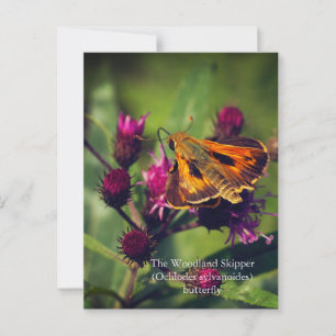 Postal Mariposa de Woodland Skipper