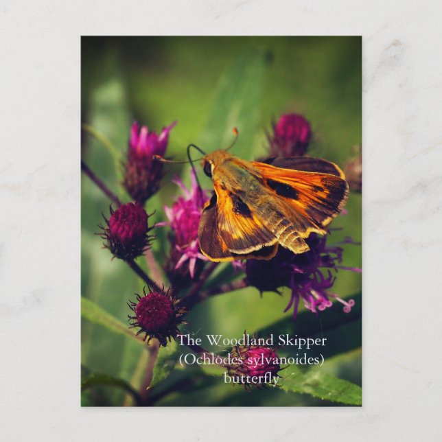 Postal Mariposa de Woodland Skipper (Anverso)
