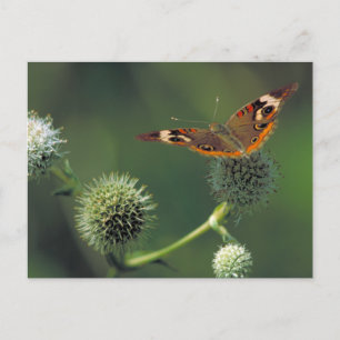 Postal Mariposa del castaño de Indias