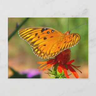 Postal Mariposa del Golfo Fértil y Flor Roja