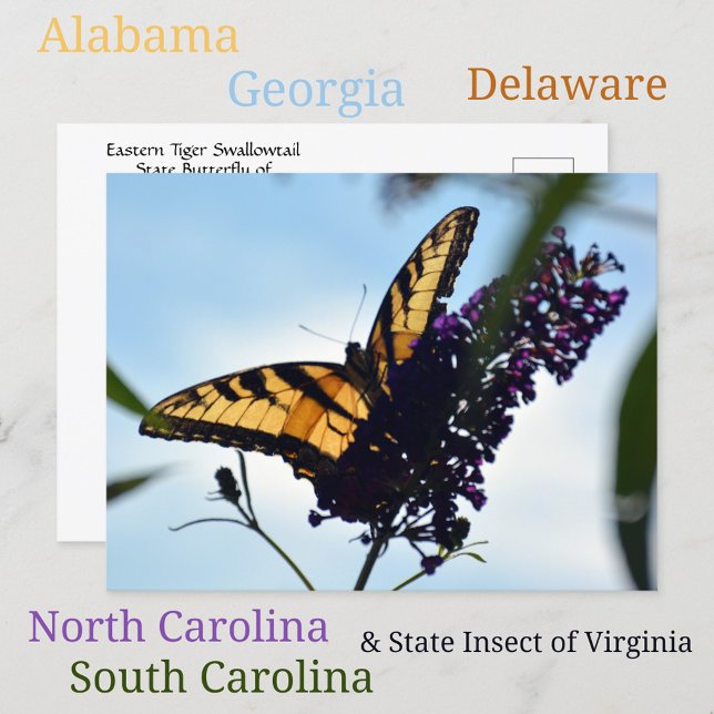 Postal Mariposa del Tigre Oriental Swallowtail Fotográfic (Subido por el creador)