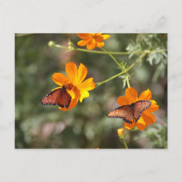 Postal Mariposa Doble