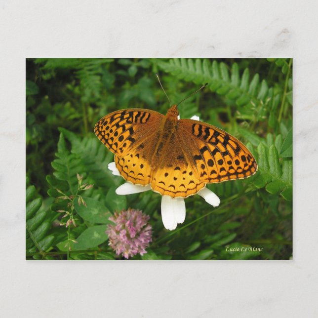 Postal Mariposa dorada (Anverso)