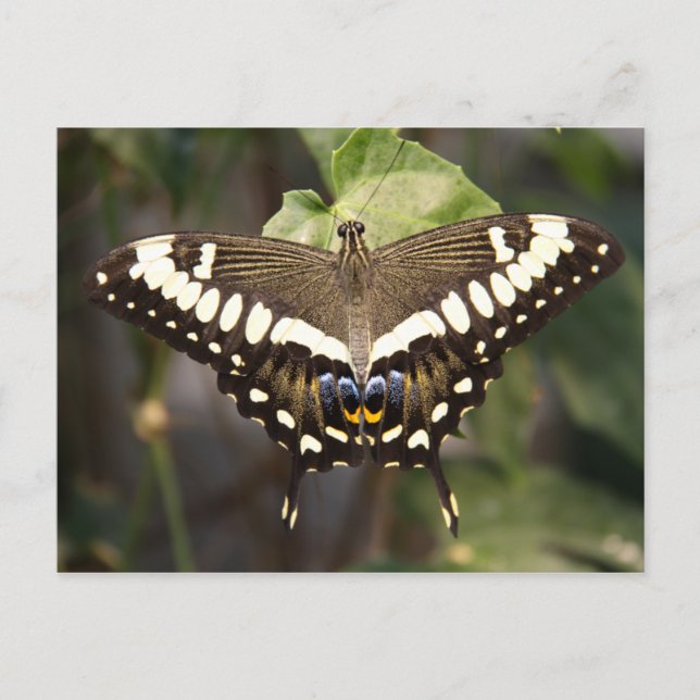 Postal Mariposa Emperador Swallowtail (Anverso)