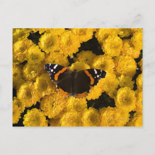 Postal Mariposa en astros amarillos