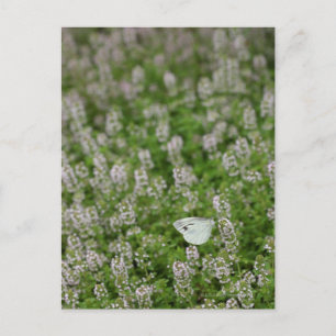 Postal Mariposa en Creeping Thyme