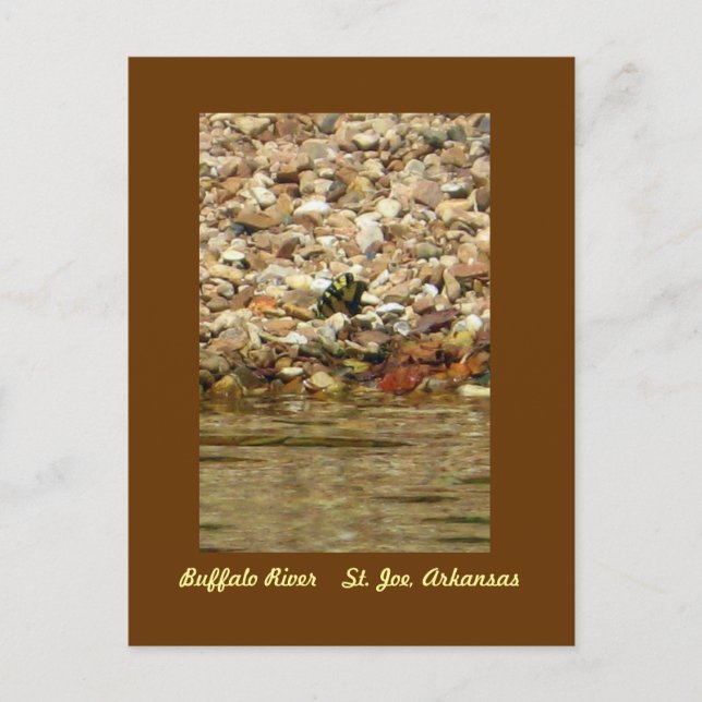 Postal Mariposa en el búfalo (Anverso)