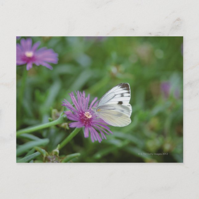 Postal Mariposa en flor (Anverso)