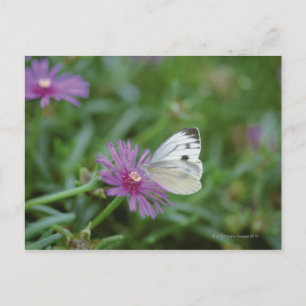 Postal Mariposa en flor