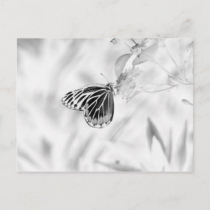 Postal Mariposa en flor - Negro y Blanco
