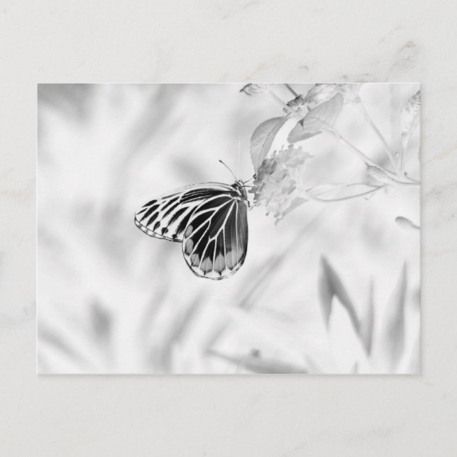 Postal Mariposa en flor - Negro y Blanco (Anverso)