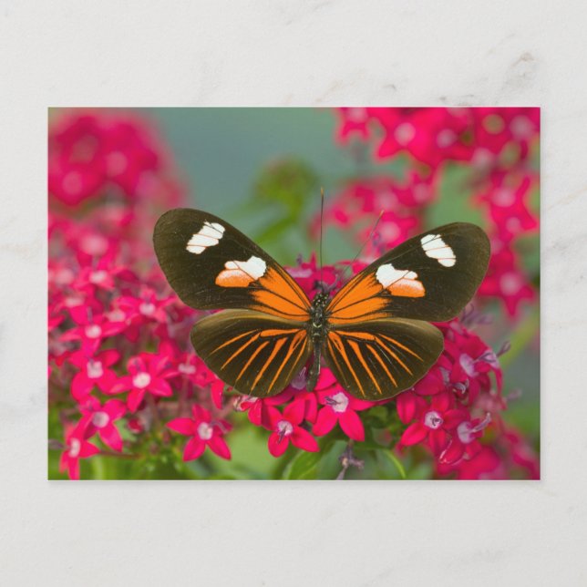 Postal Mariposa en flores rosadas (Anverso)